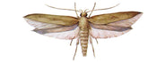 Mottenfalle 2 Stk